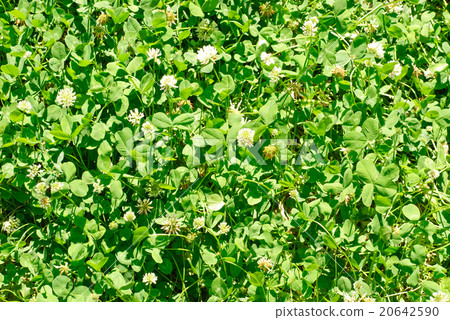 White clover (Trifolium repens). White clover (Trifolium repens). 20642590