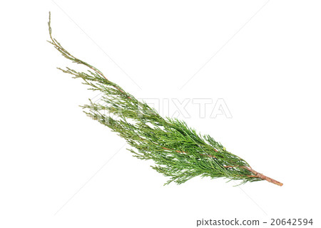 branch cupressocyparis Leylandii 20642594