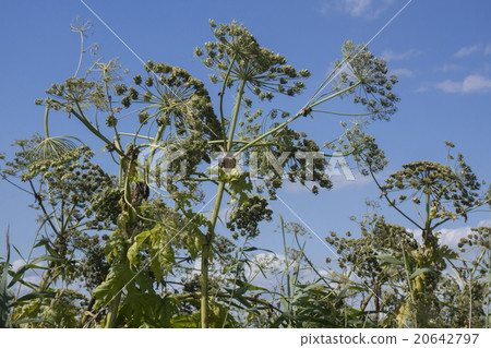 giant hogweed, Heracleum mantegazzianum 20642797