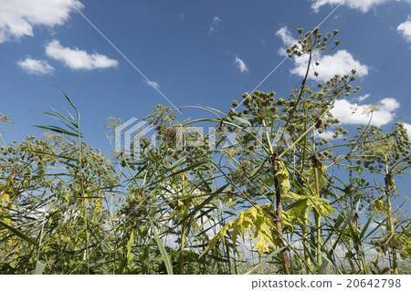 giant hogweed, Heracleum mantegazzianum 20642798