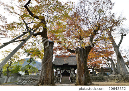 Kamo shrine Kamo shrine 20642852