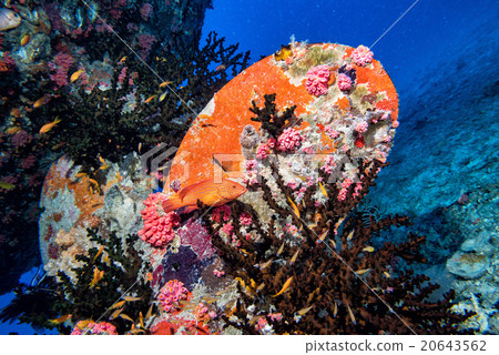 Ship Wreck in maldives indian ocean Ship Wreck in maldives indian ocean 20643562