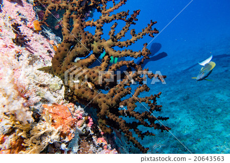 Ship Wreck in maldives indian ocean Ship Wreck in maldives indian ocean 20643563