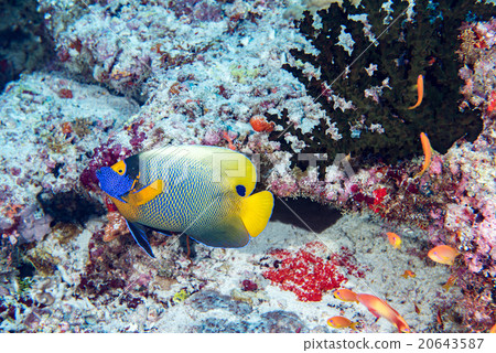 Adult Emperor angel fish  portrait 20643587