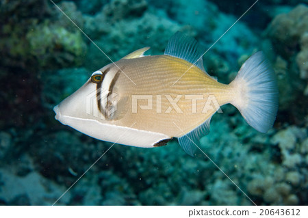 conspicillum clown trigger fish in maldives conspicillum clown trigger fish in maldives 20643612