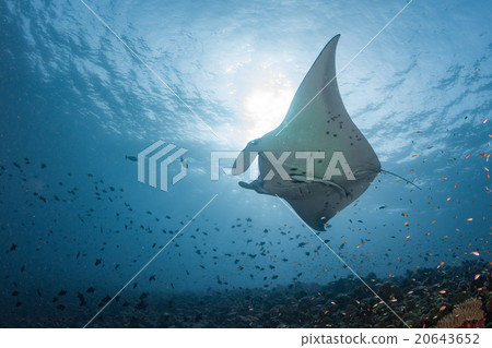 Manta in the blue background Manta in the blue background 20643652