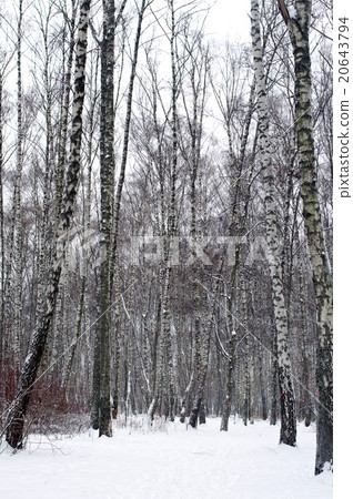 Forest covered with snow Forest covered with snow 20643794