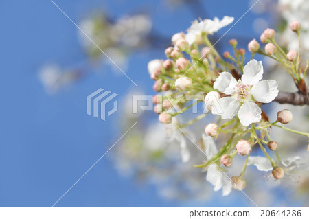 純淨的白豆梨在藍天的盛開開花 20644286