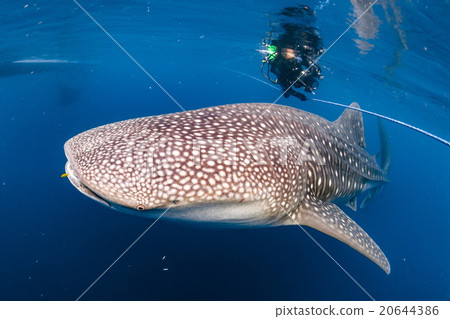 Whale Shark coming to you underwater 20644386
