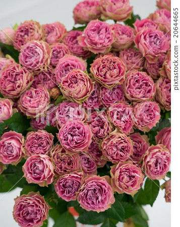  Pink rose flower 20644665