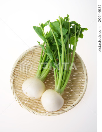 Cub (Suzuna) 20644682