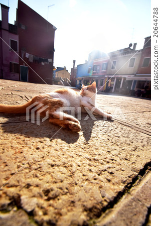 Cats of Burano Island Cats of Burano Island 20644788