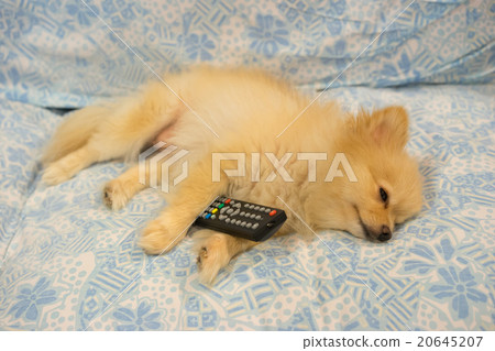 Cute dog fell asleep because TV is boring Cute dog fell asleep because TV is boring 20645207