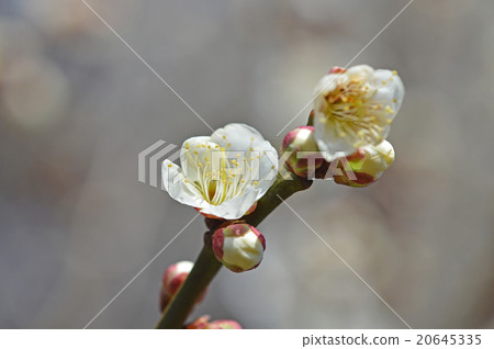 plum	 20645335