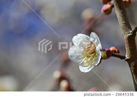 plum	 20645336