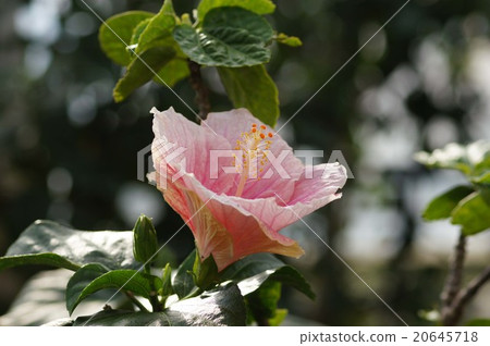 Hibiscus 20645718