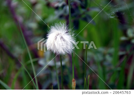 白毛羊鬍子草 20645763