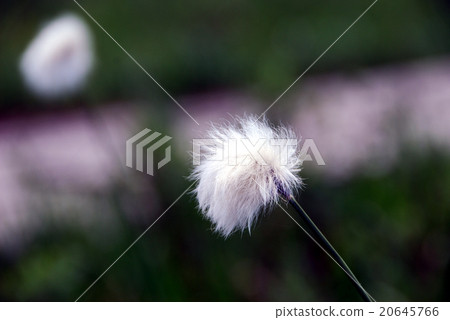 白毛羊鬍子草 20645766