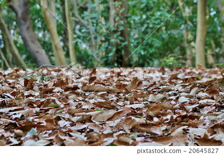 Dead leaves 20645827