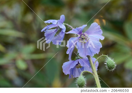 Mekonopushisu 20646030