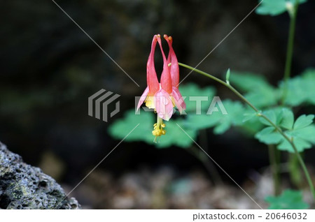 亞歷克齒輪加拿大 20646032