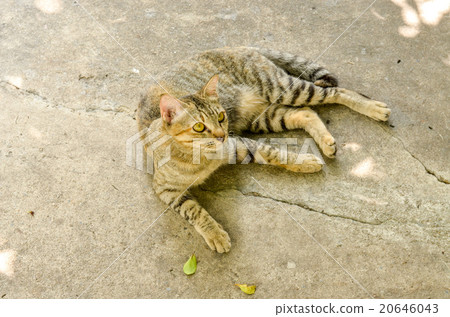 Cat stay on the concret street 20646043