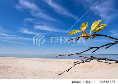 Baltic Sea Baltic Sea 20646175