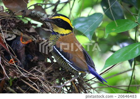 Kima Yushima Yairocho Kima Yushima Yairocho 20646483