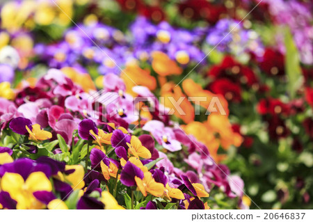 三色堇領域 20646837