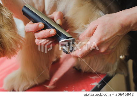 Dog paw grooming Dog paw grooming 20646948