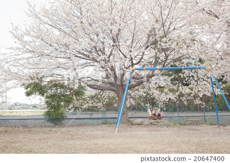 cherry blossom, child, kid 20647400