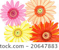 手寫可愛的非洲菊鮮花 20647883