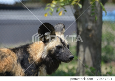 非洲野狗 20647894