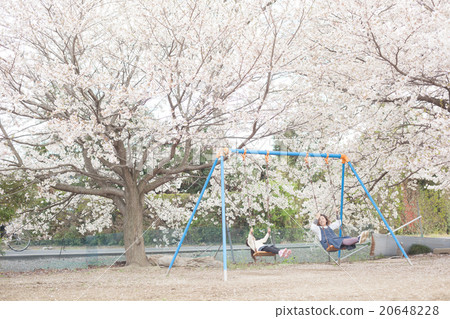 cherry blossom, child, kid 20648228
