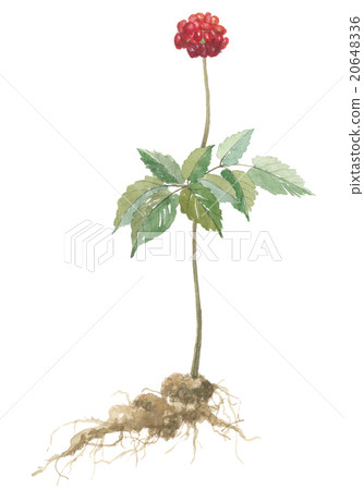 Tan 7 ginseng Tan 7 ginseng 20648336