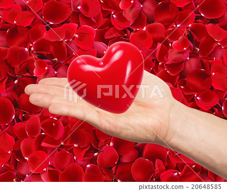 red heart in man hand on beautiful red rose petals red heart in man hand on beautiful red rose petals 20648585