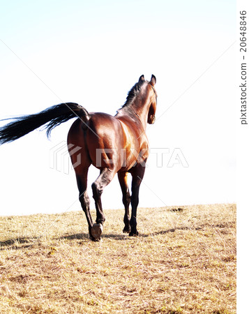 bay horse walking away 20648846