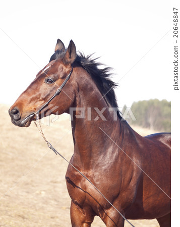 portrait of bay horse portrait of bay horse 20648847