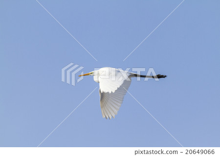 Daisuke Daisuke 20649066