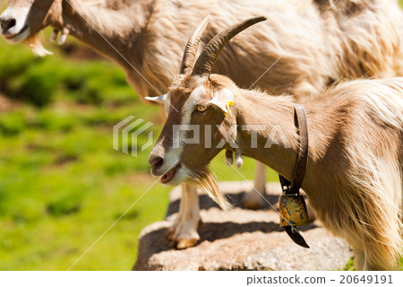 Mountain Goat with horns - Italy 20649191