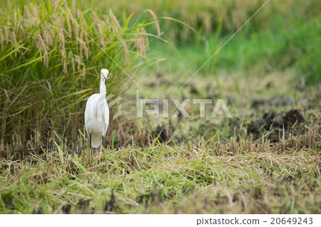 Rice harvesting rabbits (with locusts) A 20649243