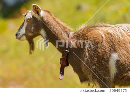 Mountain Goat on the Green Grass Mountain Goat on the Green Grass 20649575