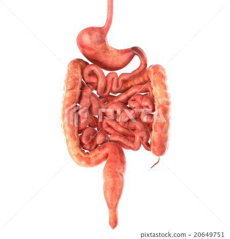 Stomach 3d render 20649751