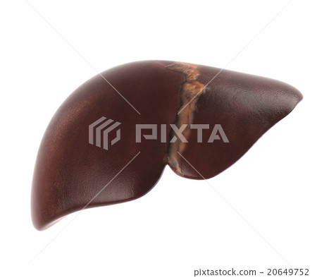 Human internal organs. Liver isolated on white Human internal organs. Liver isolated on white 20649752