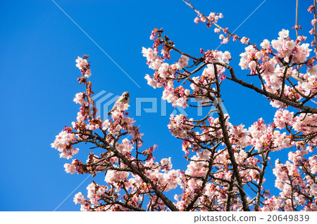 Atami cherry tree 20649839