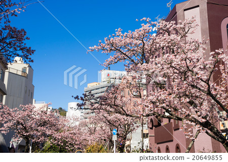 Azumi櫻花盛開 20649855