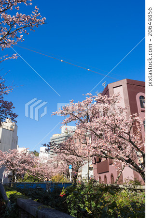 Azumi櫻花盛開 Azumi櫻花盛開 20649856