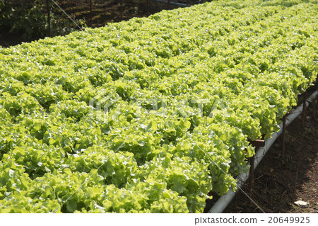 Organic vegetables hydro phonic Plantation Organic vegetables hydro phonic Plantation 20649925