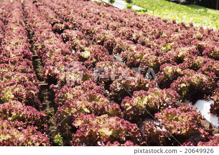 Organic vegetables hydro phonic Plantation 20649926