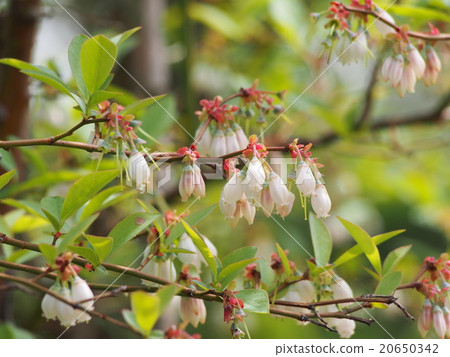 藍莓花（埼玉縣深谷市） 20650342